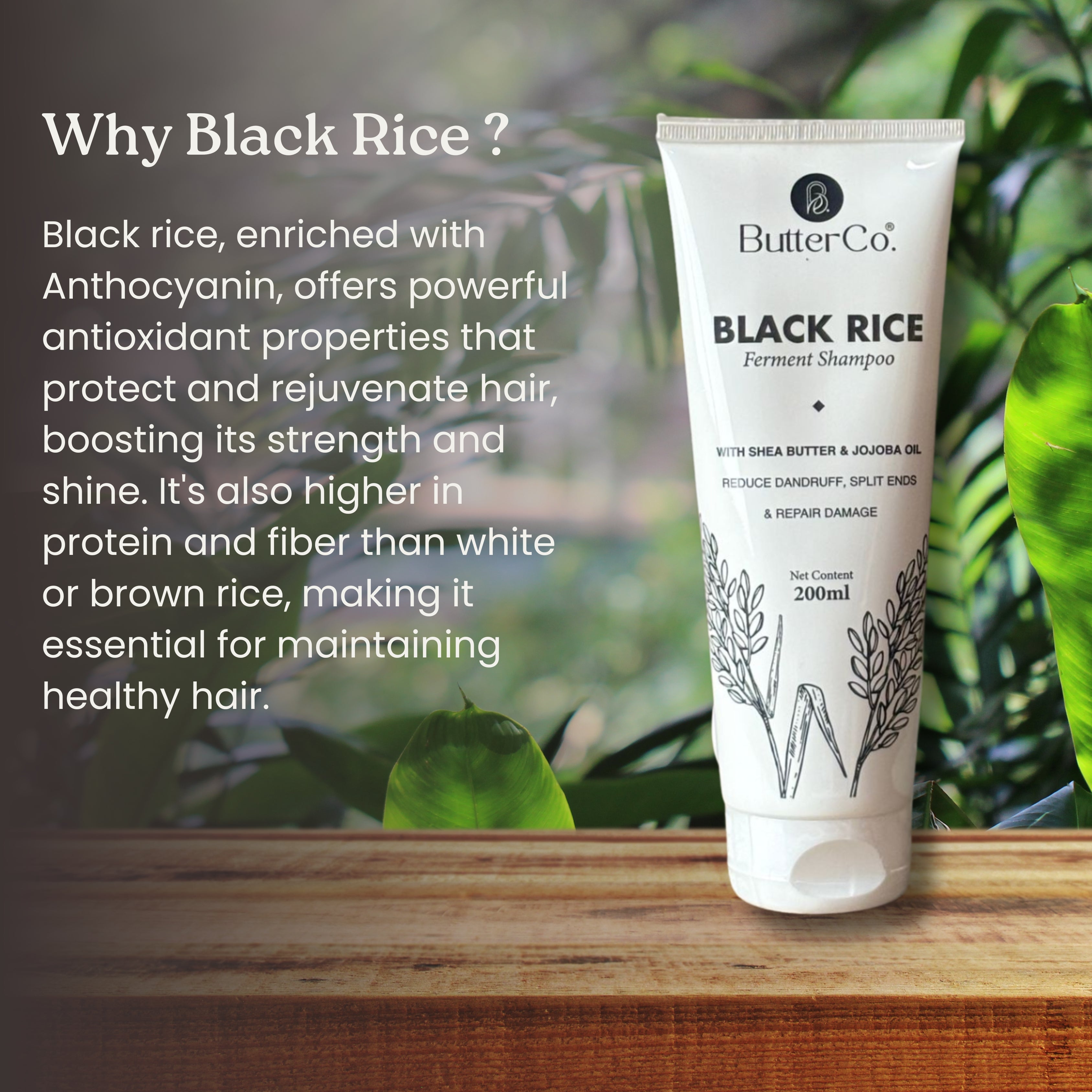 ButterCo. Black Rice Water Shampoo For All Hair Types - 200ml | Anti Dandruff, Reduce Split Ends With 3X Damage Protection Formulated With Fermented Black Rice, Shea Butter, Jojoba Oil